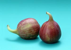 錦でコンパニオンの仕事をしたい方に